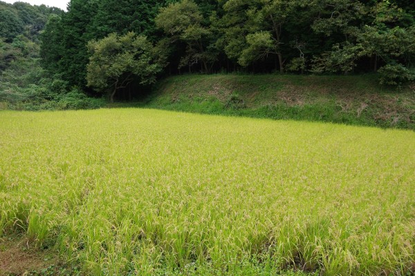 IMGP9984 - コピー
